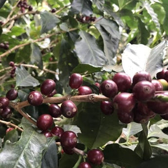 コスタリカ COSTA RICA ~LOS CUARTELES【8/18-8/20焙煎】