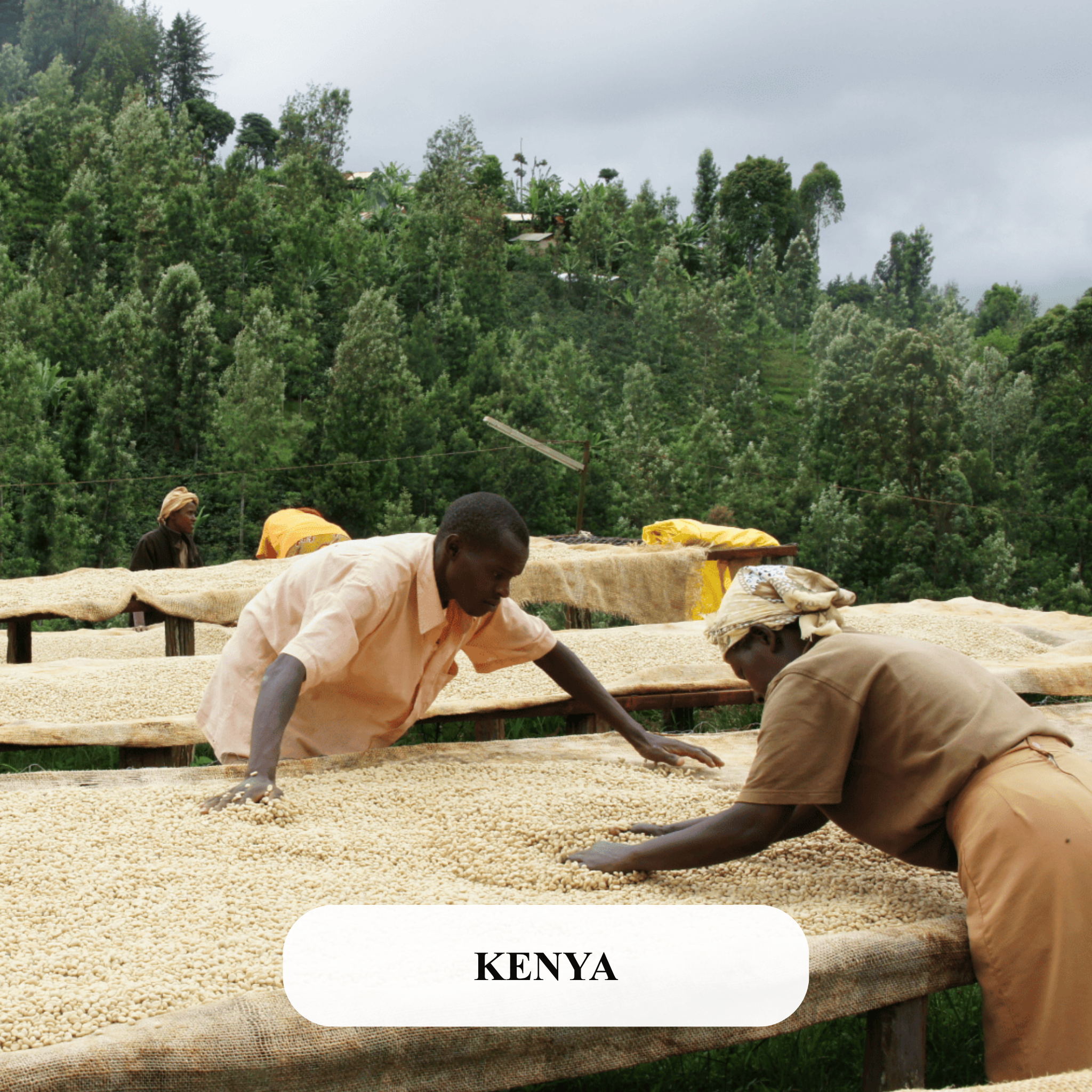 【濃厚な甘み】ケニアKENYA AB KAGUMOINI 200g