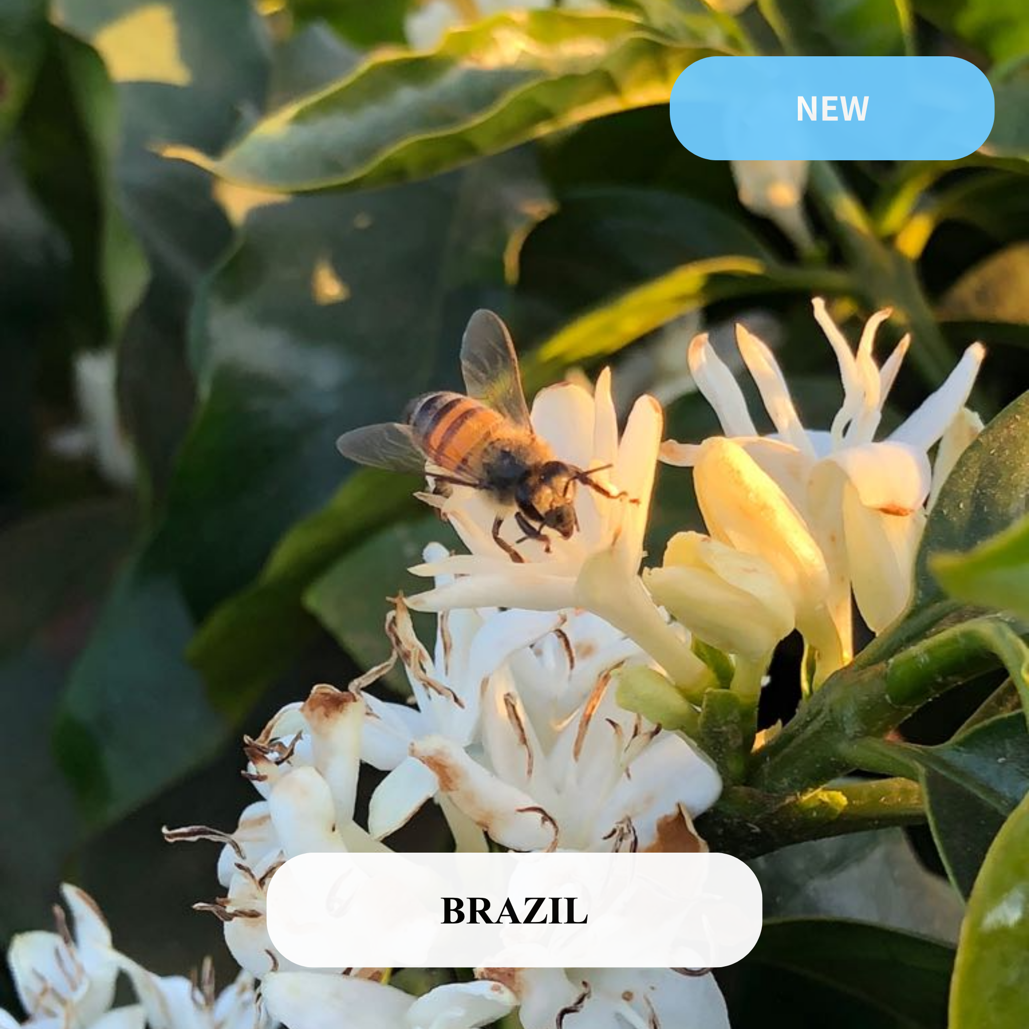 【新感覚のブラジル】グアリロバ農園【フルーティー】