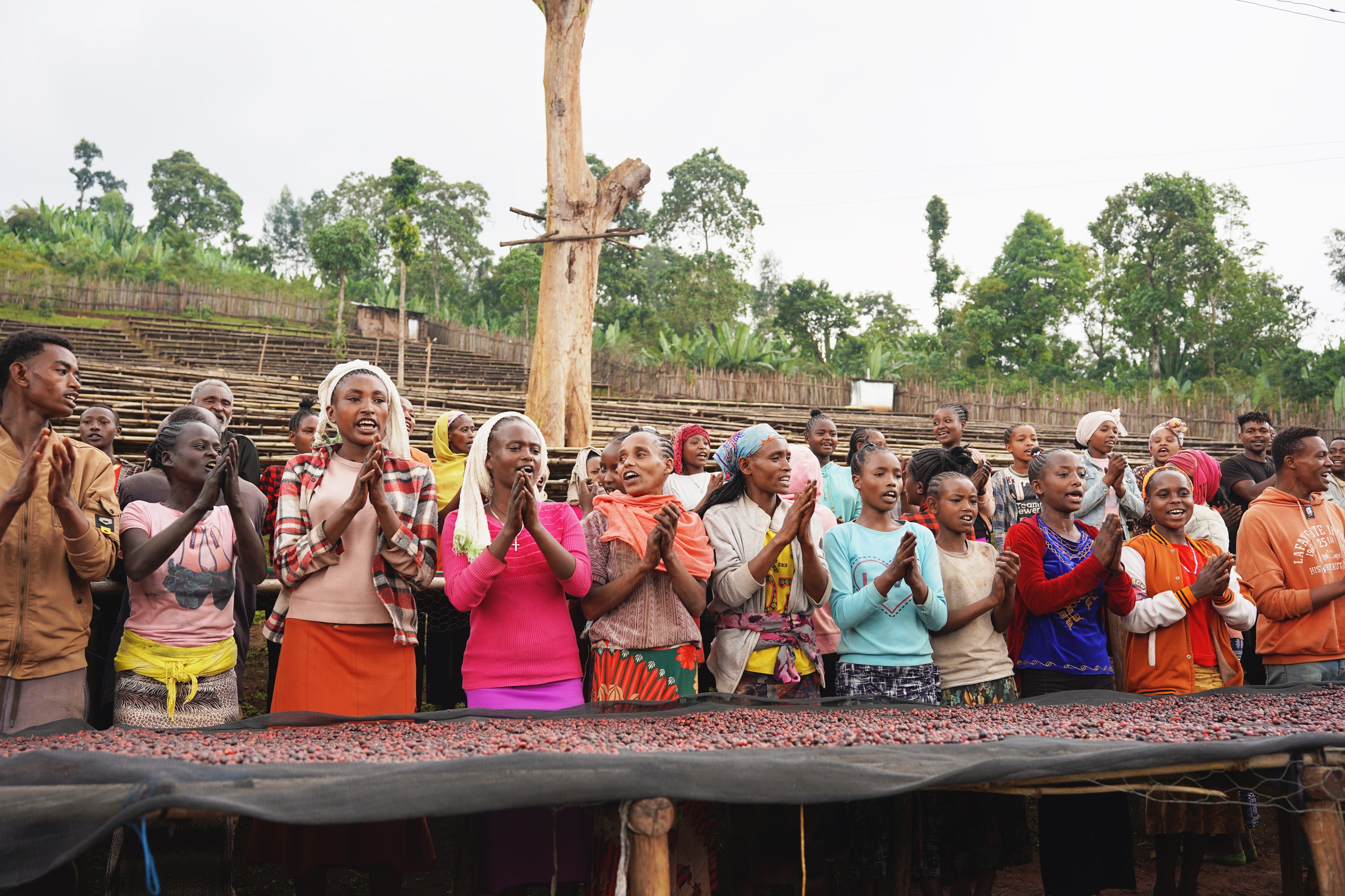 【中浅煎り】エチオピア Ethiopia Yirgacheffe G1 Washed