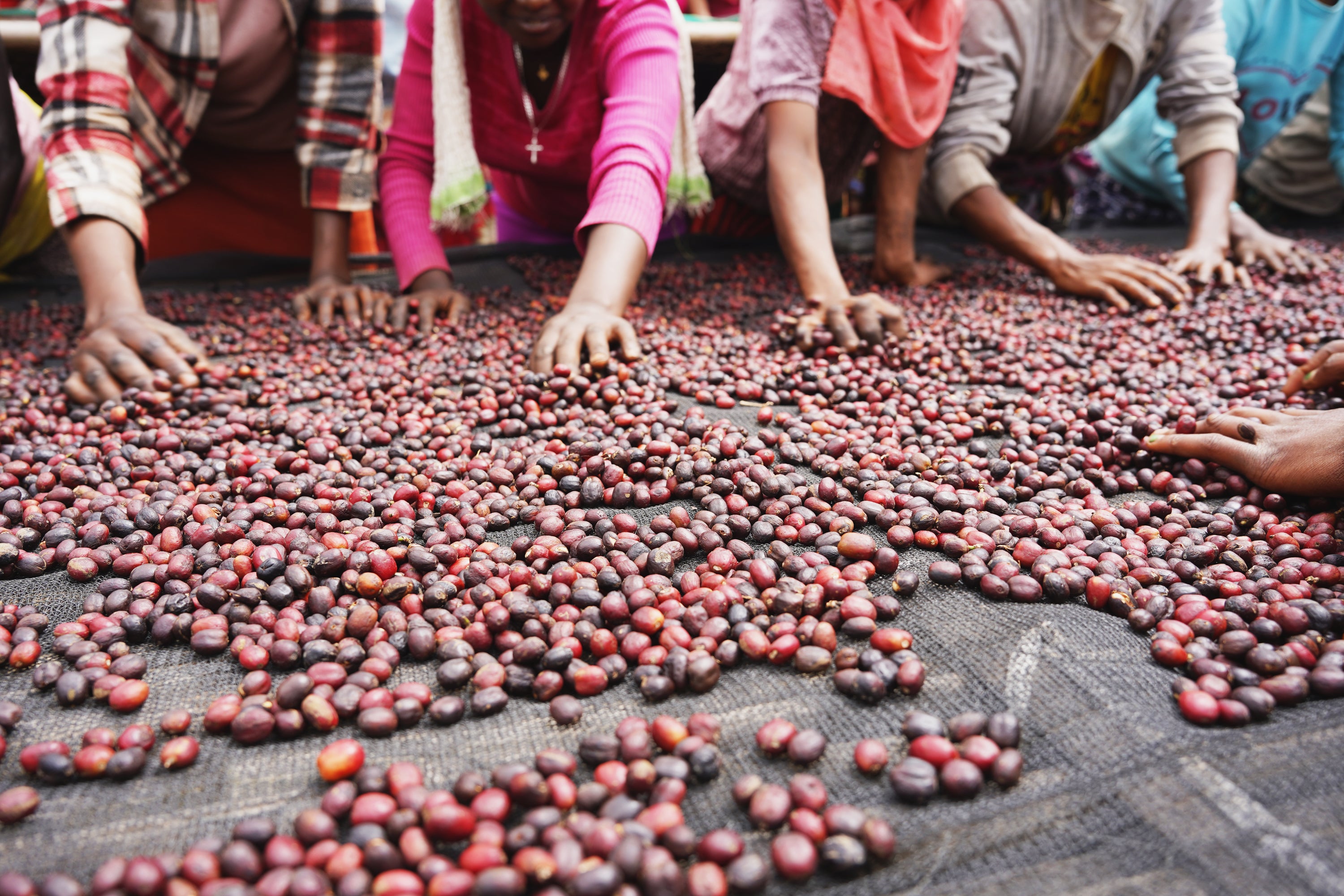 【中浅煎り】エチオピア Ethiopia Yirgacheffe G1 Washed