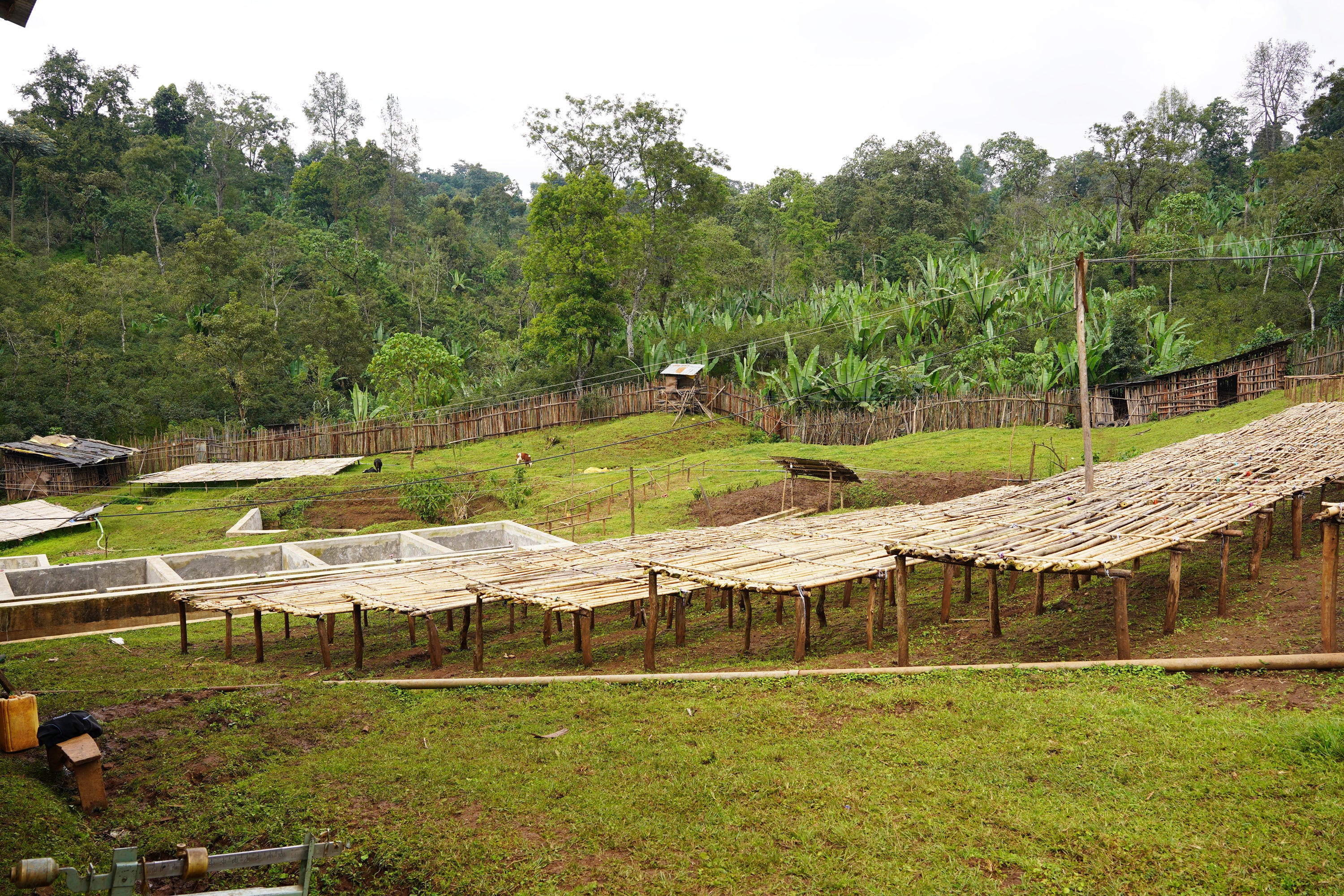 【中浅煎り】エチオピア Ethiopia Yirgacheffe G1 Washed