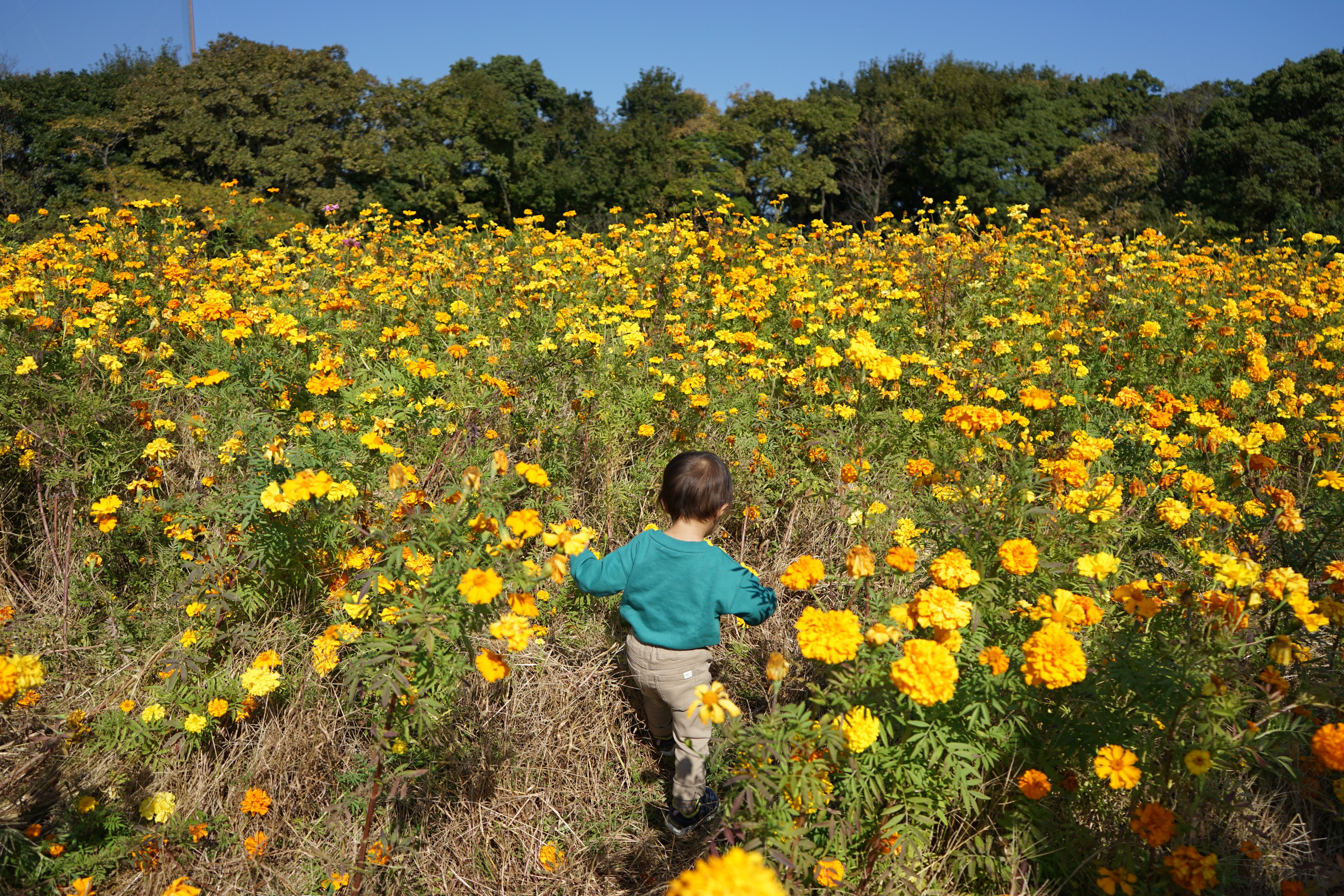 ドリップバック