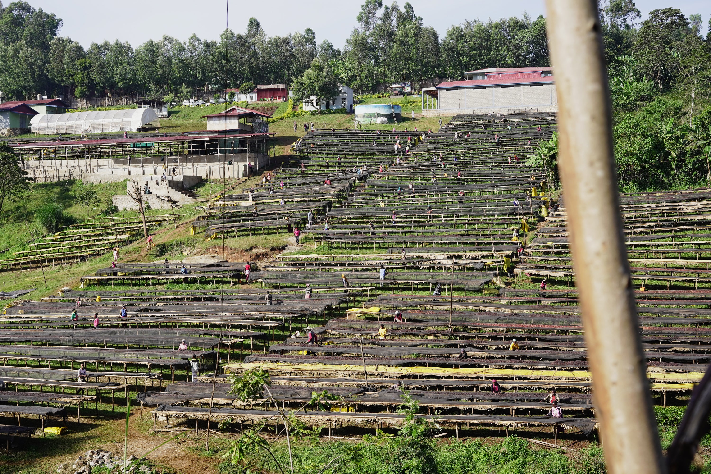【中浅煎り】エチオピア Ethiopia Yirgacheffe G1 Washed