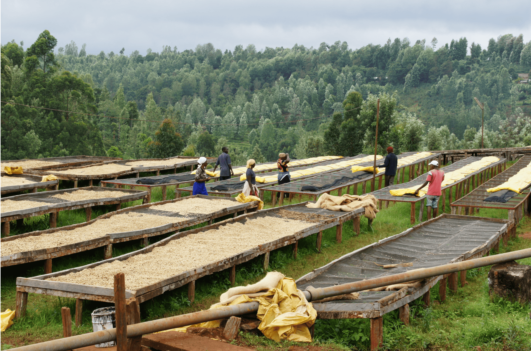 【濃厚な甘み】ケニアKENYA AB KAGUMOINI 200g