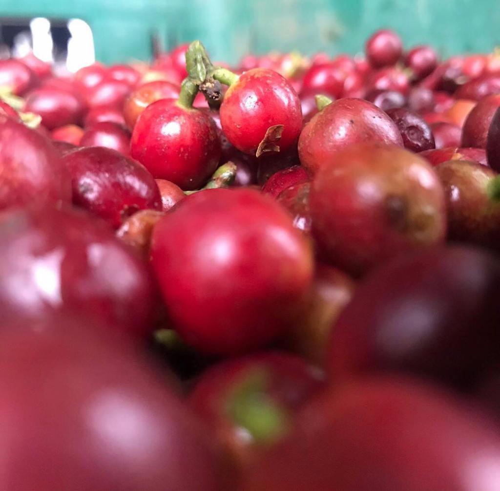 【新感覚のブラジル】グアリロバ農園【フルーティー】