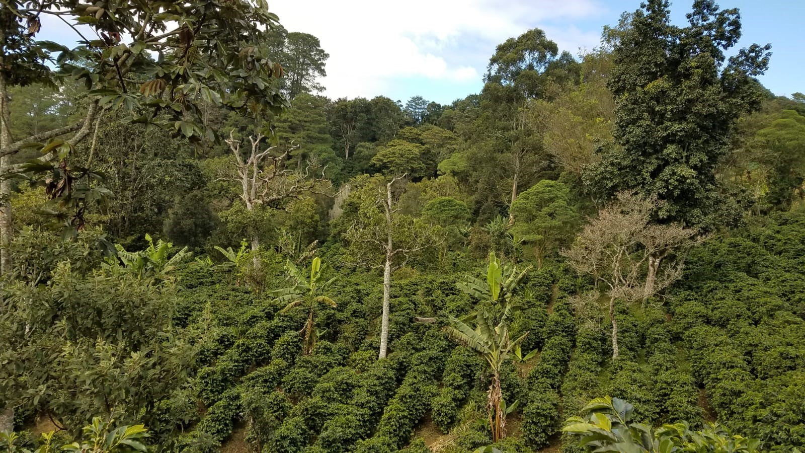 【中煎り】ホンジュラス Honduras La Chacho Pacamara Washed
