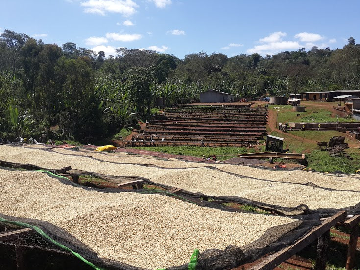 【デカフェ】エチオピア イルガチェフェG2