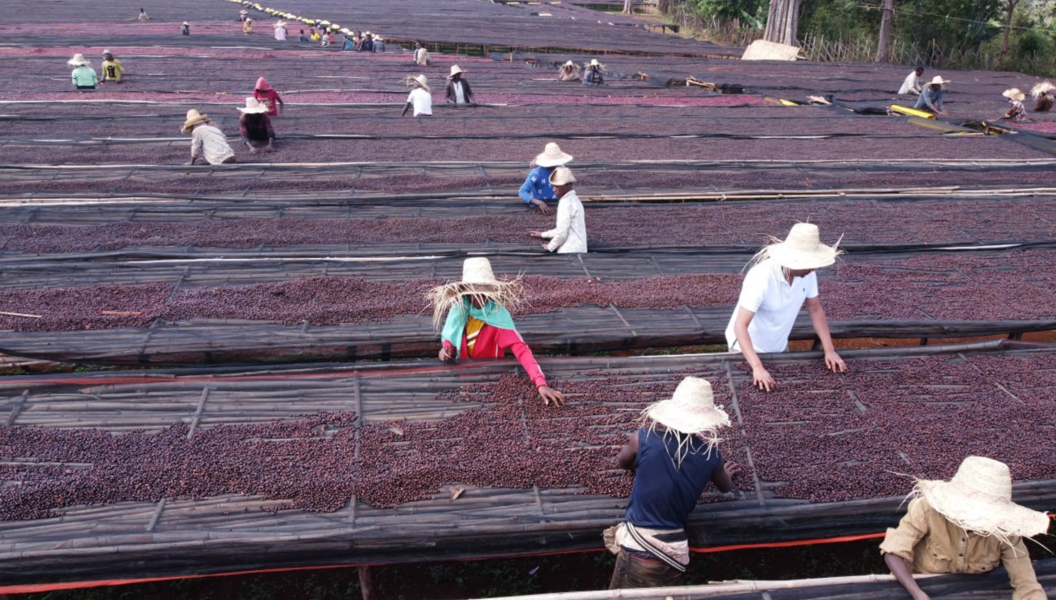 【新入荷】エチオピア Ethiopia/ Buku Sayisa - Diima