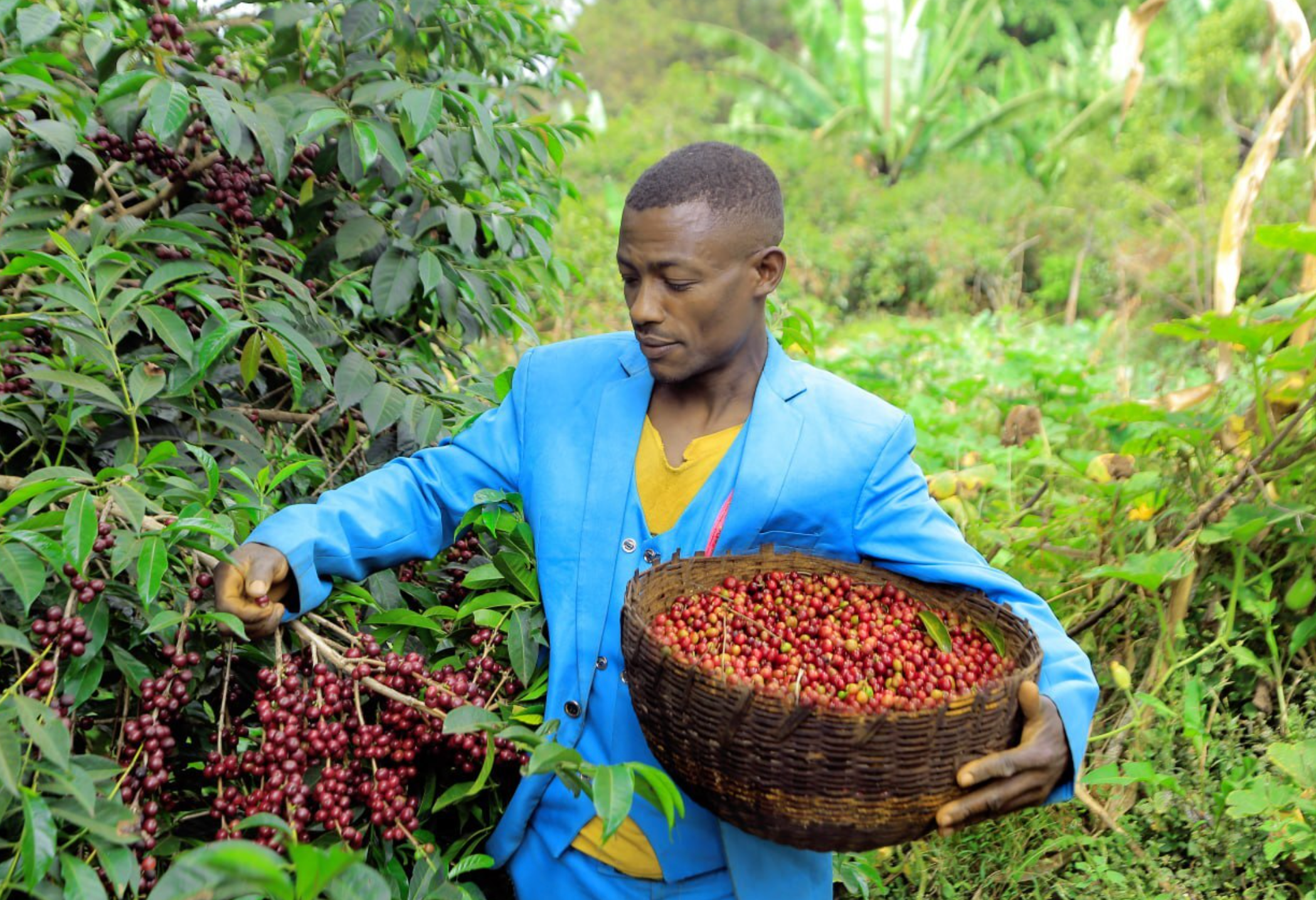 【新入荷】エチオピア Ethiopia/ Buku Sayisa - Diima