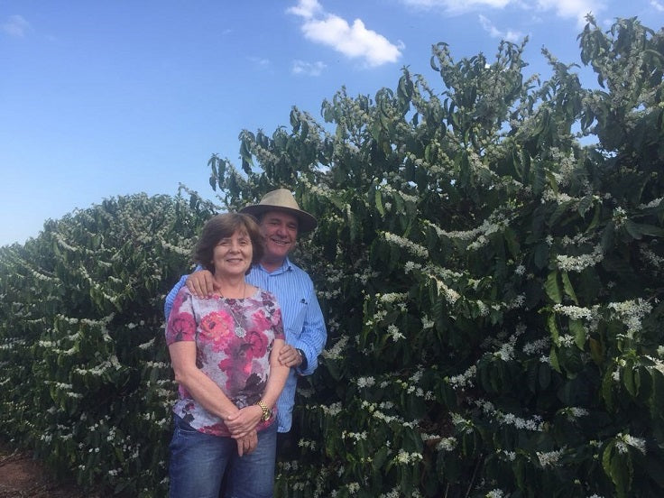 【最高級数量限定】ブラジル・グアリロバ農園 (イエロー・カトゥアイ / アナエロビック・ダブルフェルメンテーション)