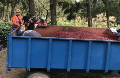 【中浅煎り】コスタリカ COSTA RICA ~LOS CUARTELES