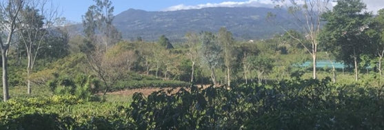 【中浅煎り】コスタリカ　COSTA RICA ～LOS CUARTELES