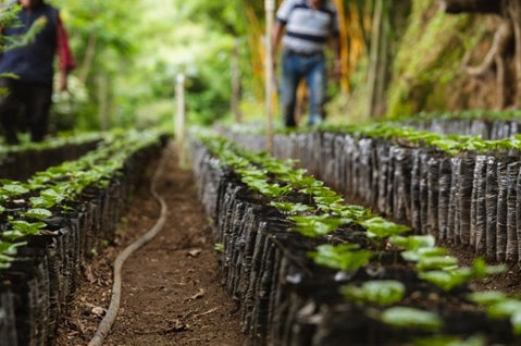 【中深煎り】グアテマラ　Guatemala Finca Filadelfia