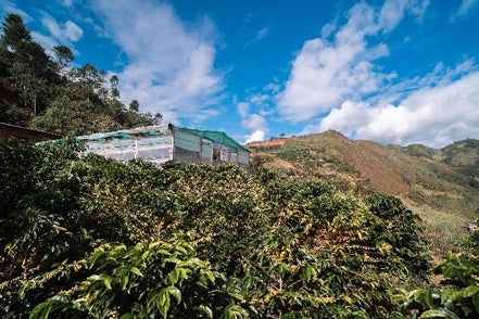 【深煎り】ペルーFinca La Lucuma