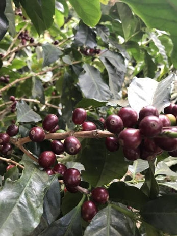 【中浅煎り】コスタリカ　COSTA RICA ～LOS CUARTELES