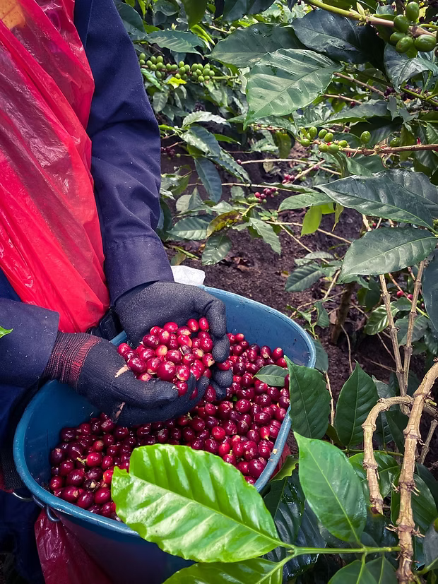 【ミルクとの調和が素晴らしい！】コロンビア ロス・ノガレス農園