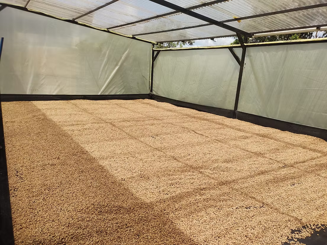 【ミルクとの調和が素晴らしい！】コロンビア ロス・ノガレス農園