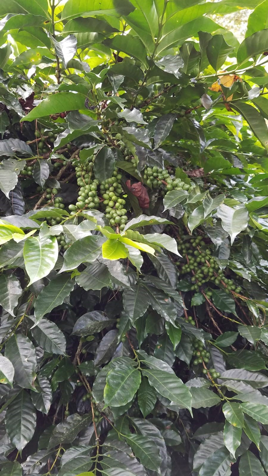 【中煎り】ホンジュラス　Honduras La Chacho Pacamara Washed