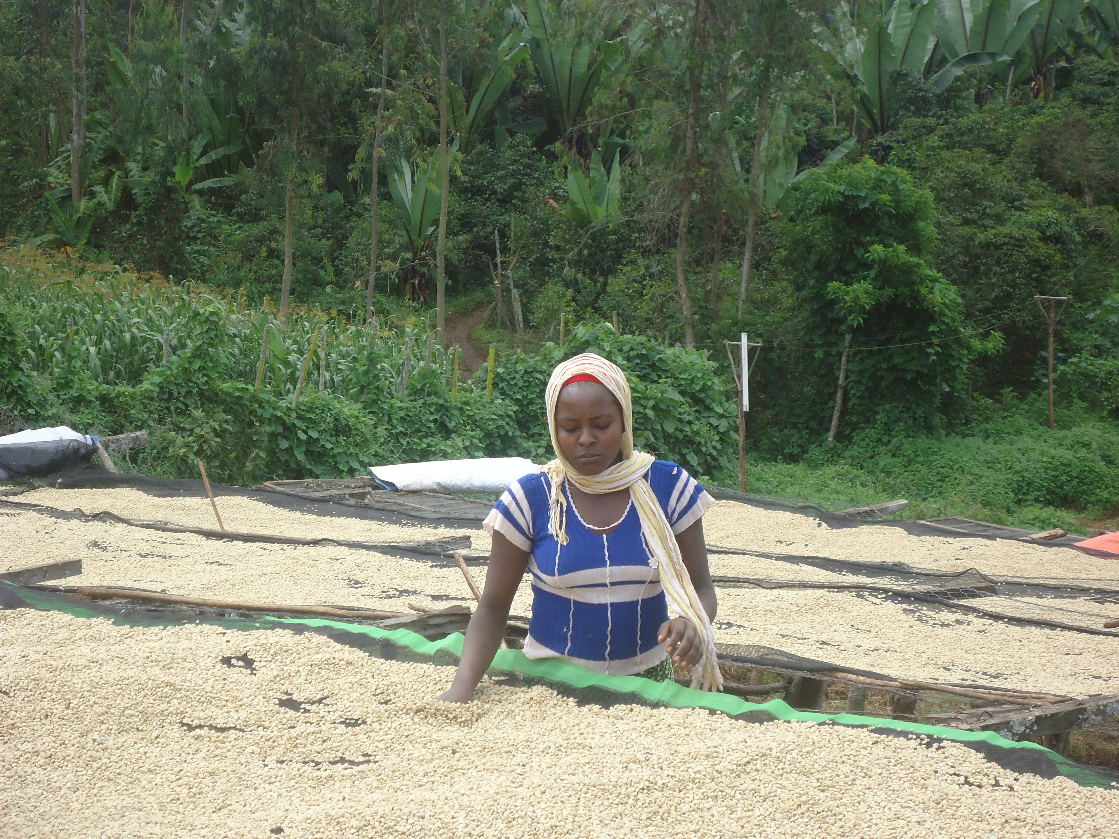 【デカフェ】エチオピア イルガチェフェG2