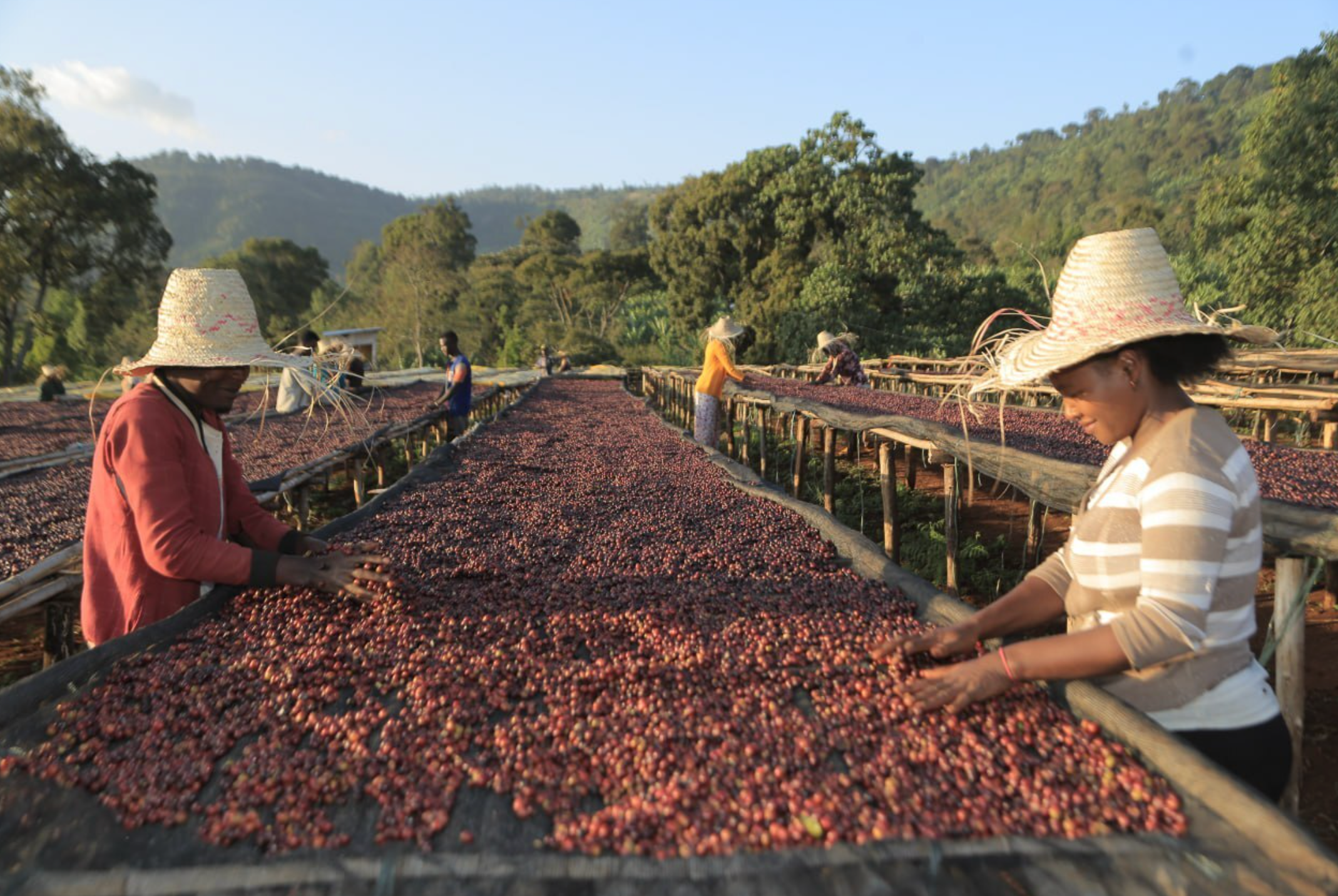 【新入荷】エチオピア　Ethiopia/ Buku Sayisa - Diima　