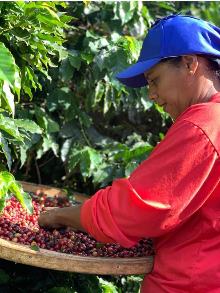 ブラジルコンテスト準優勝】Brazil Guariroba Fruity Lot
